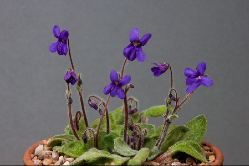 Petrocosmea nervosa